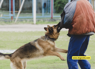 Tragic Incident in Melbourne Park: Dog Mauls Four-Year-Old Girl